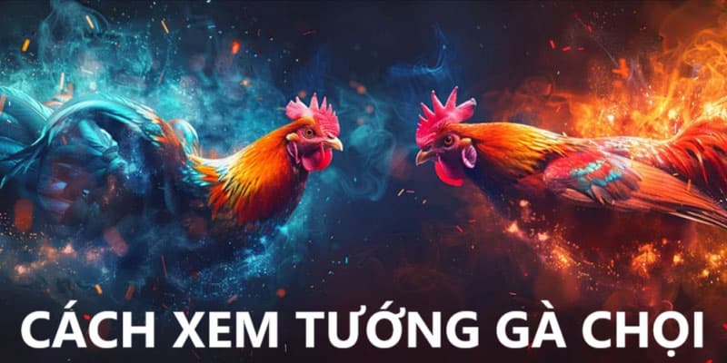 Bí quyết xem tướng gà chọi không phải ai cũng biết