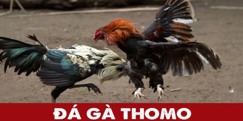 Hướng dẫn tham gia đá gà Thomo đúng cách tỷ lệ thắng cao